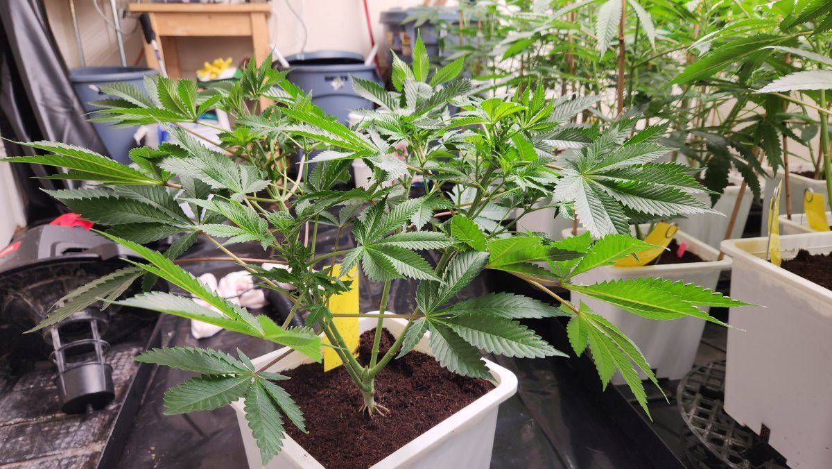 1000003595