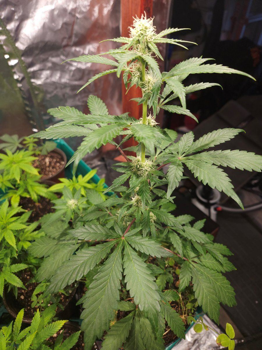 1000007604