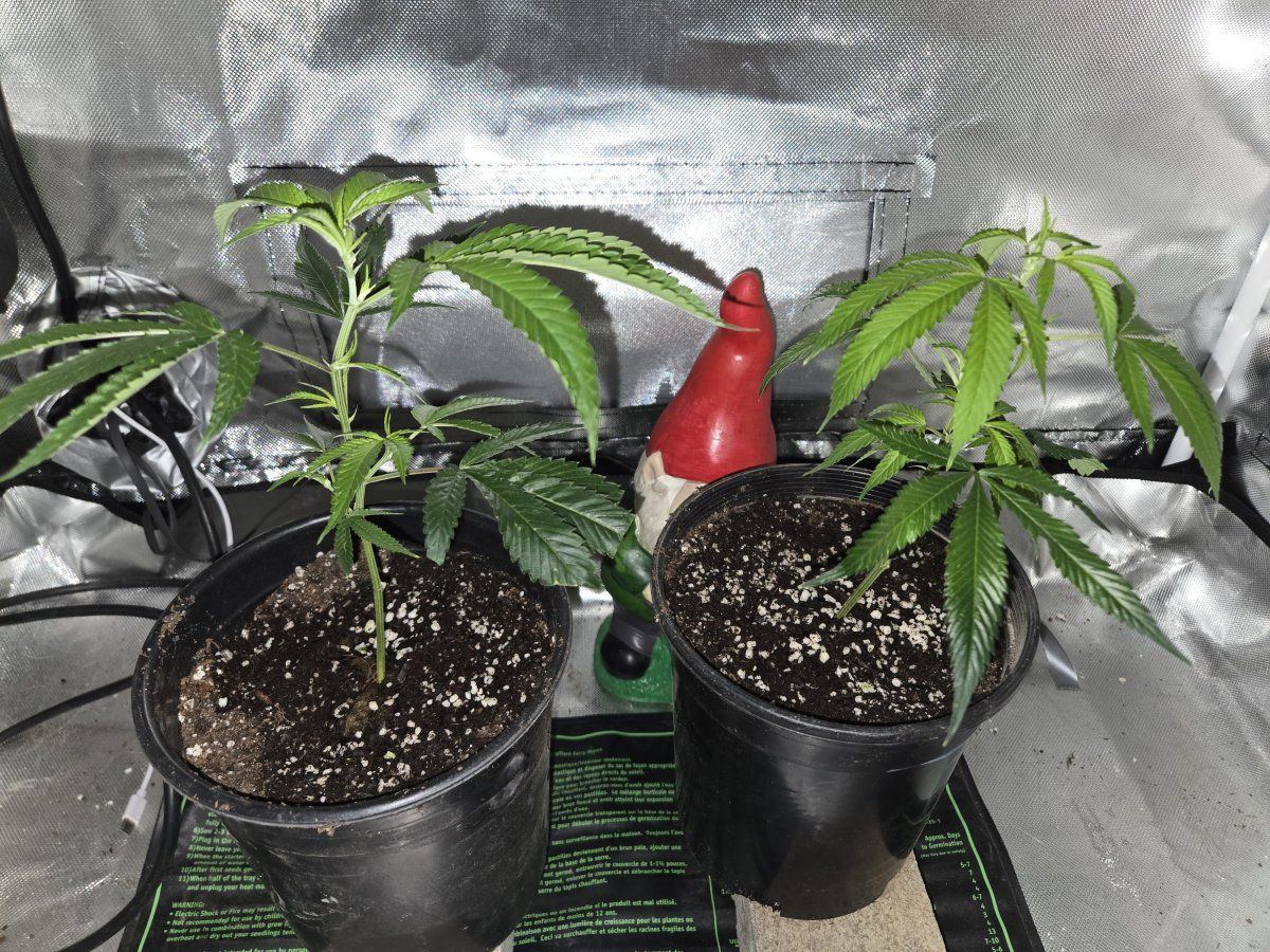 1000010451