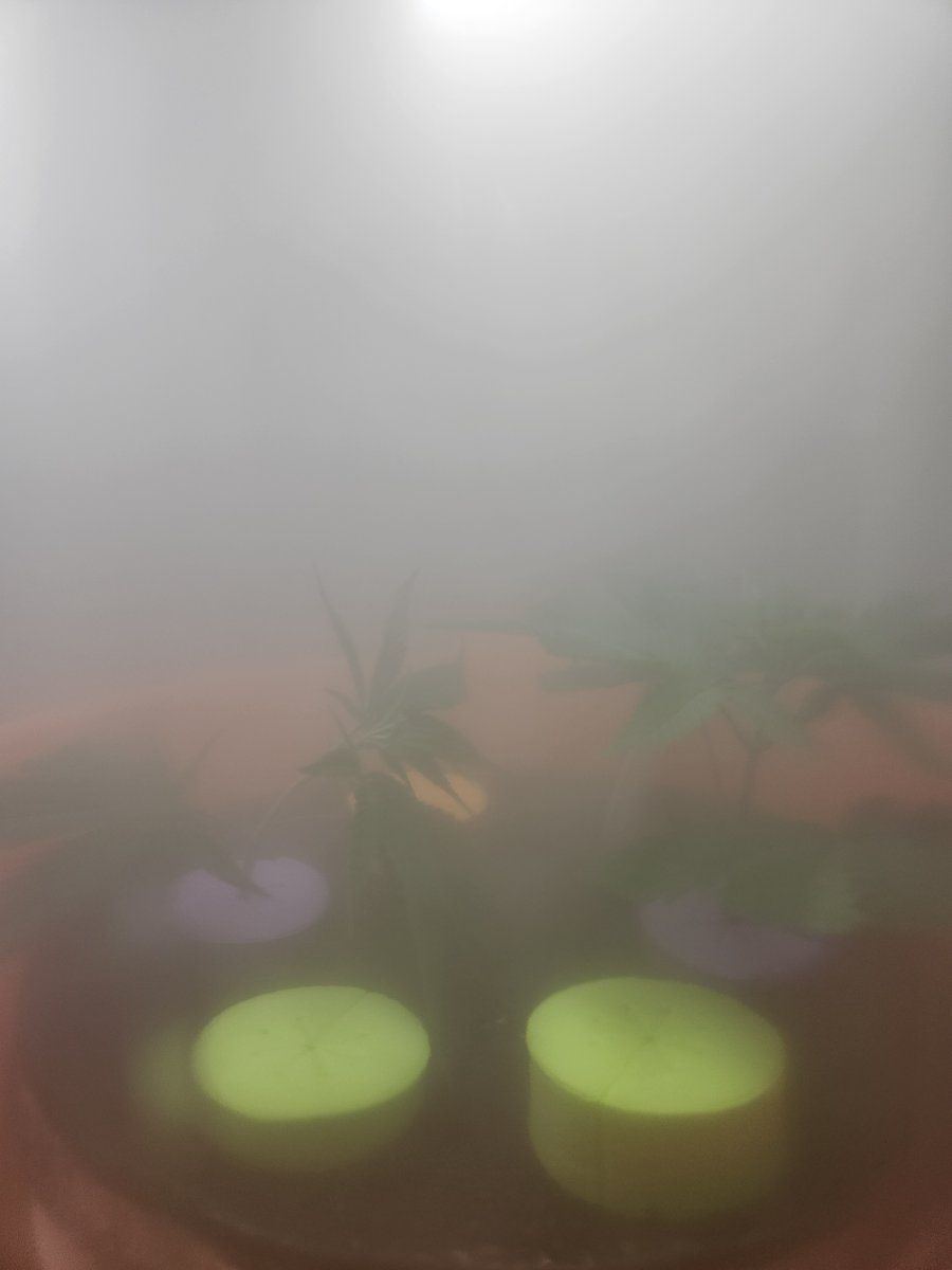 1000010692