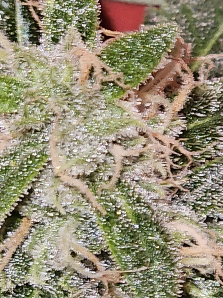 1000016811