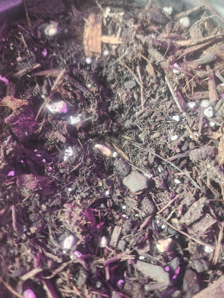 1000018312