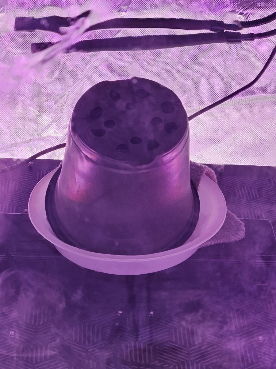 1000018395