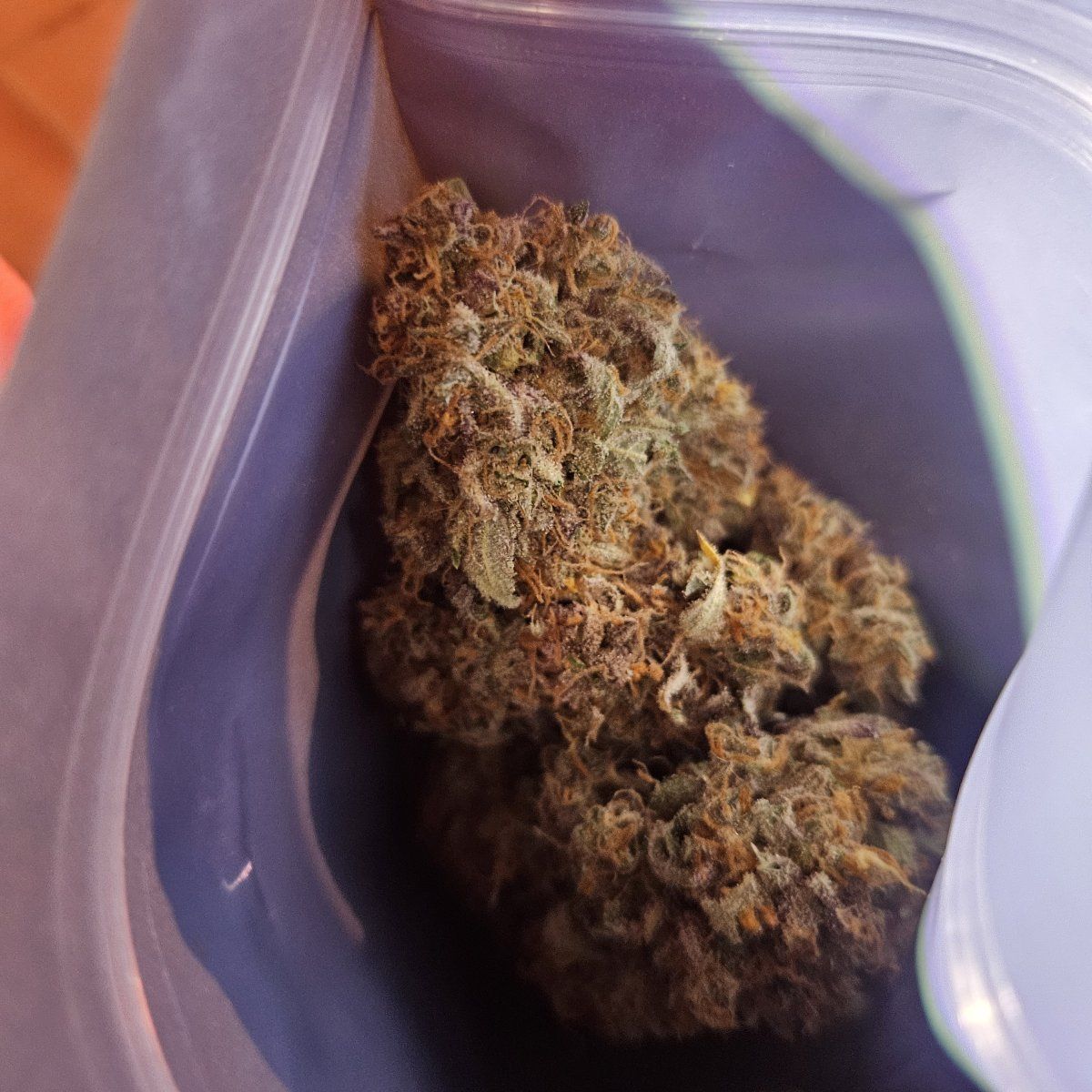 1000031085