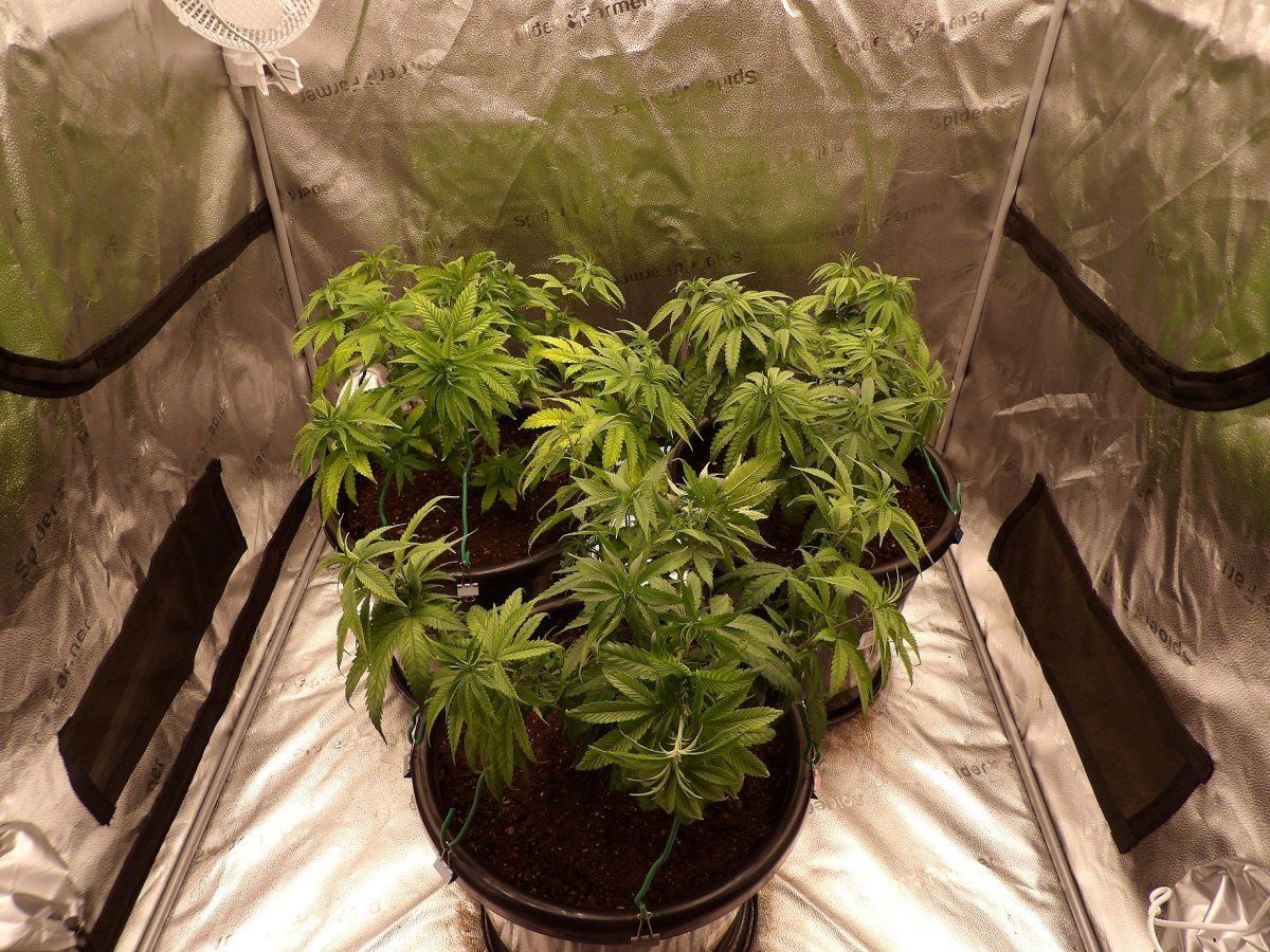 100 0262