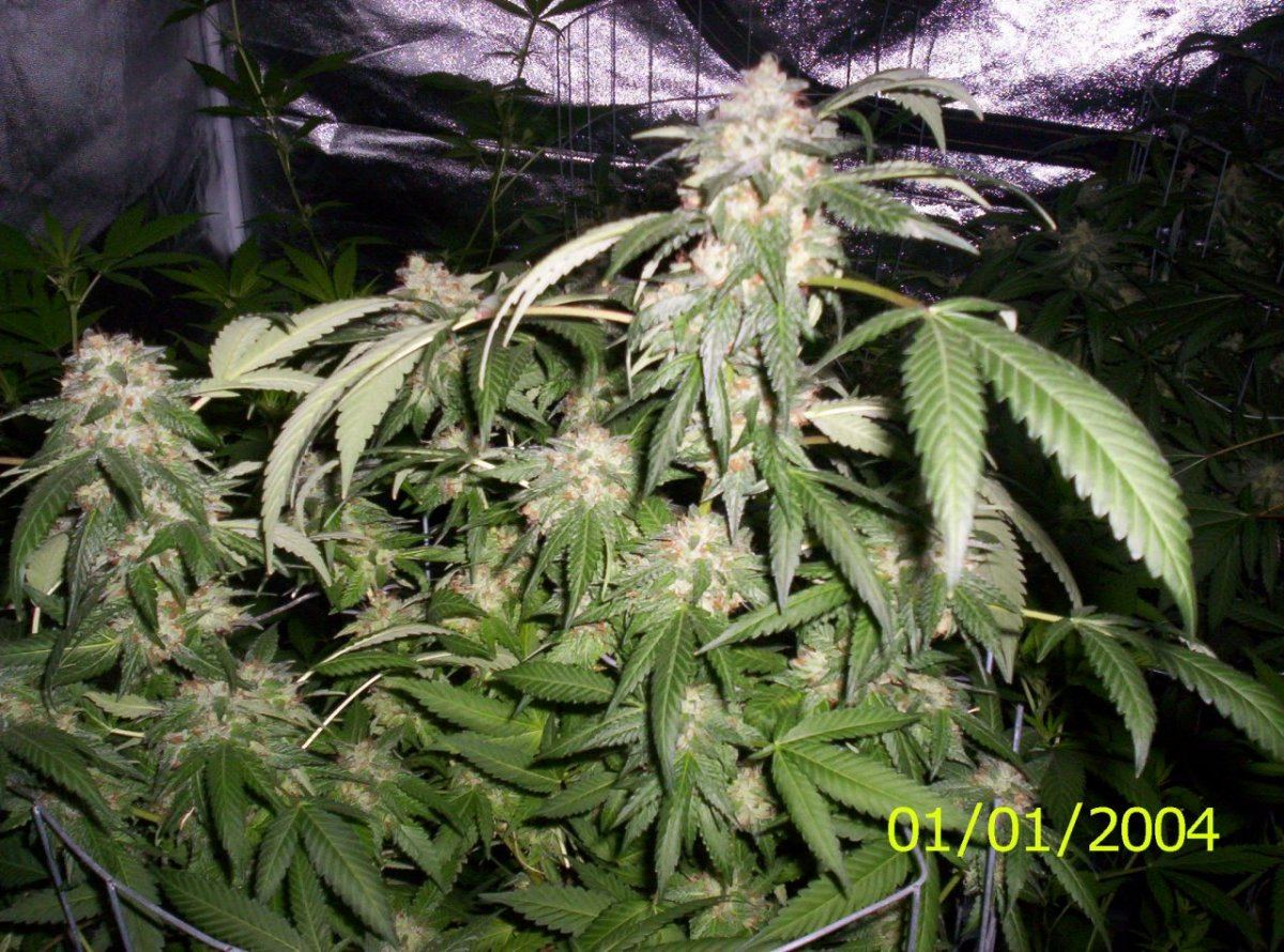 100 1628