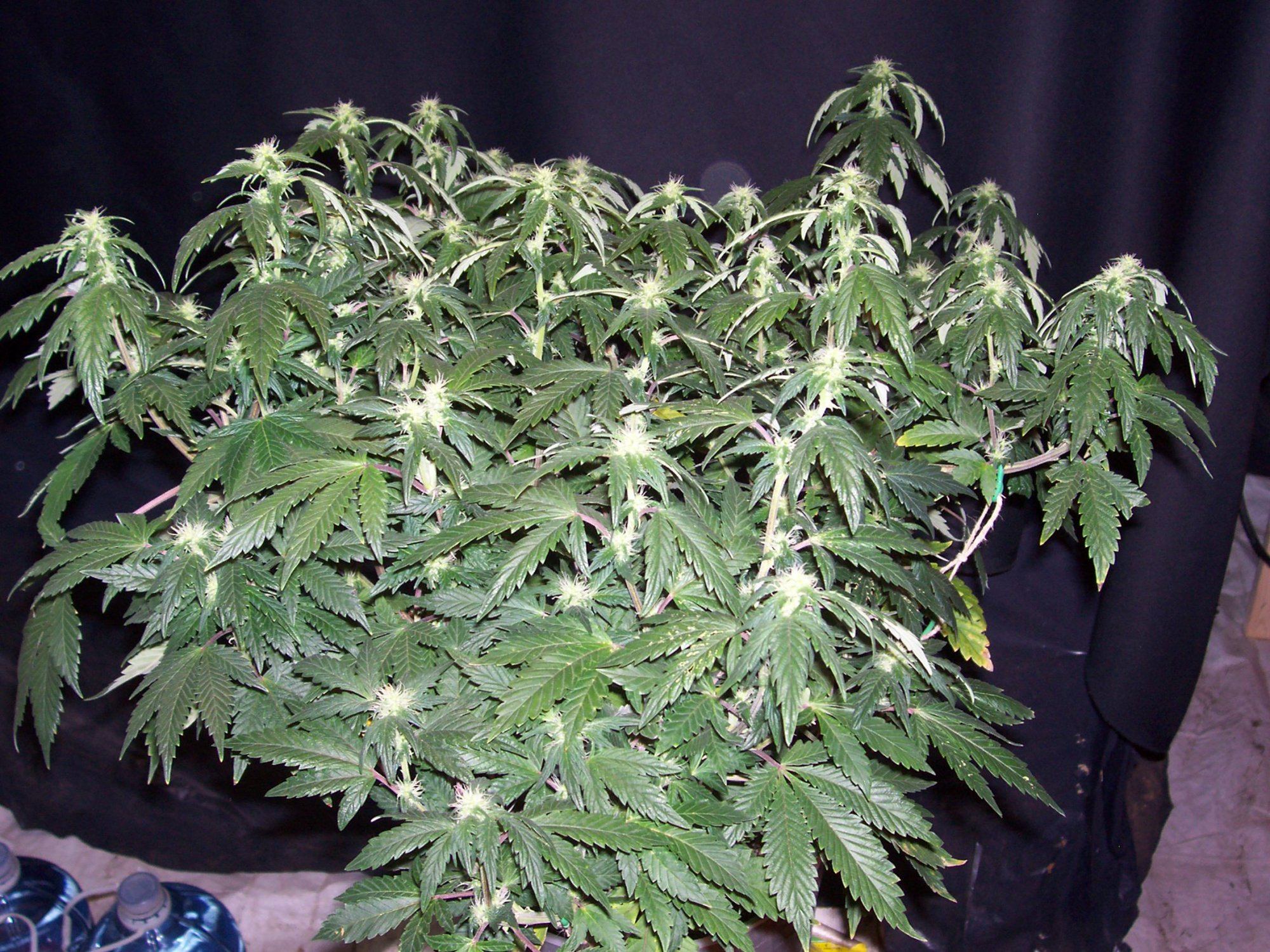 www.thcfarmer.com
