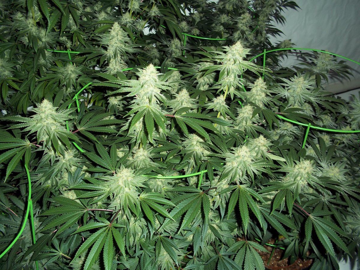 100 6053