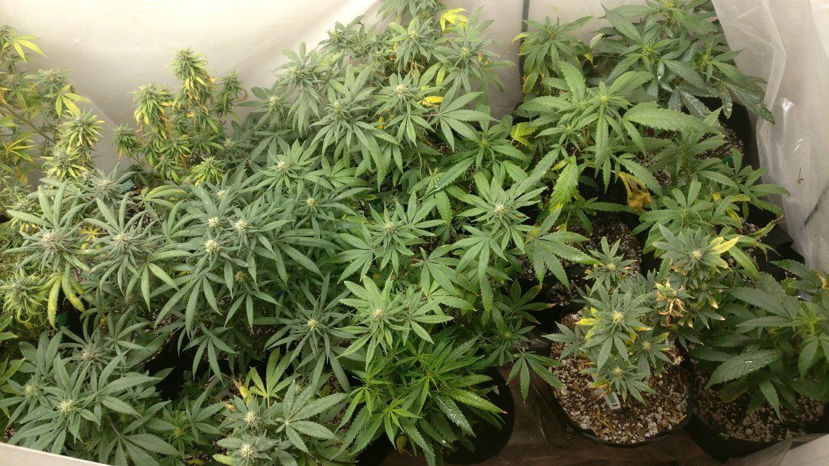 1017rightflower