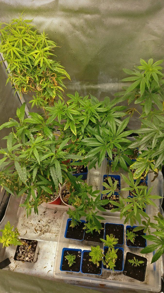 1021smalltent