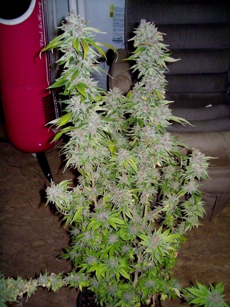 103 5552bogpurp