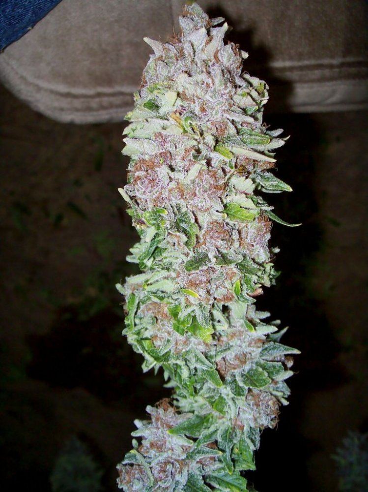 103 5557bogpurp