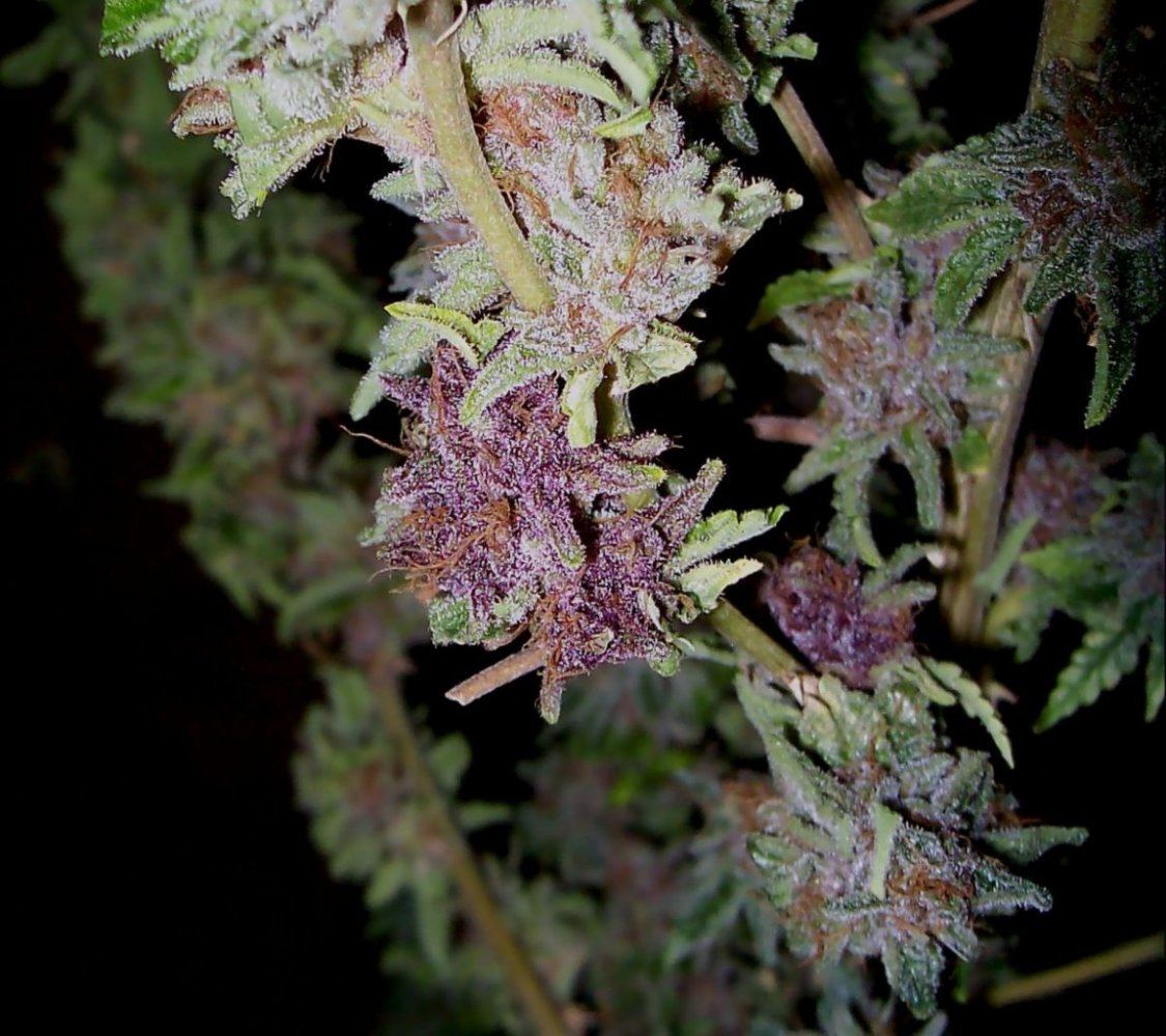 103 5558bogpurp