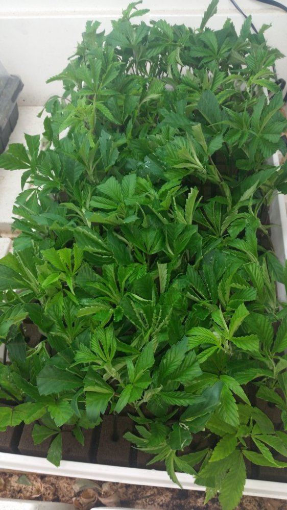 105 clones