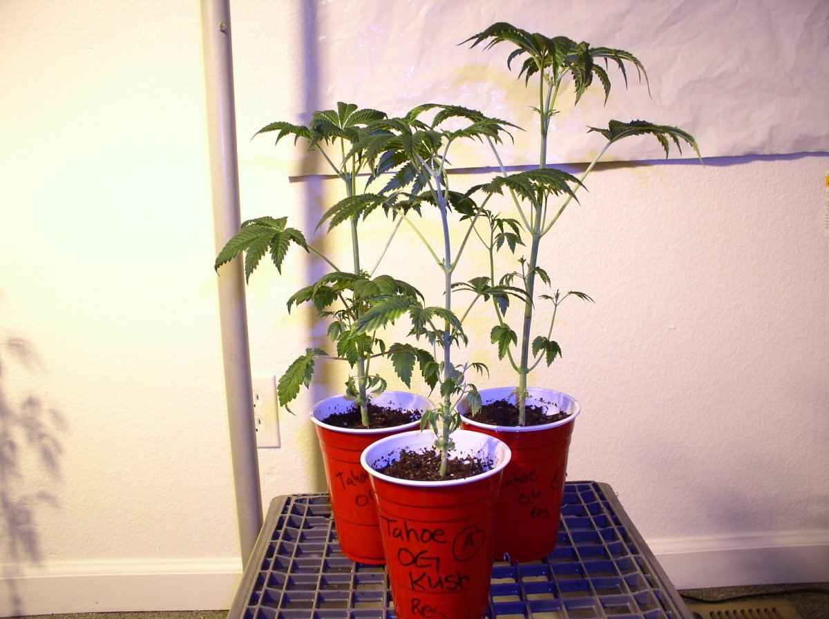 10a