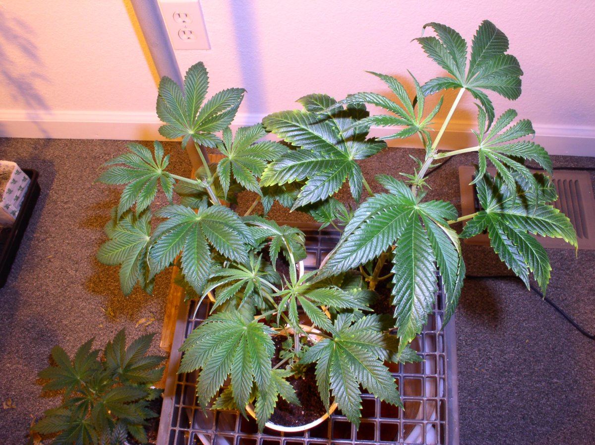 10b