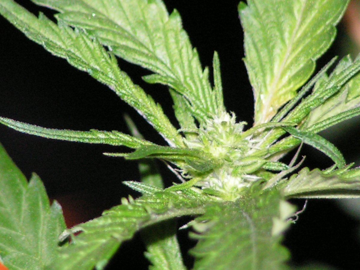 10LIME KUSH