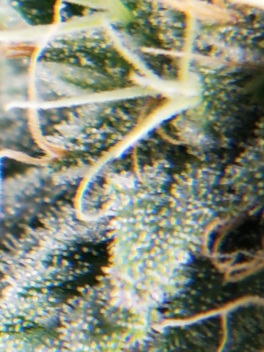 10x closeup