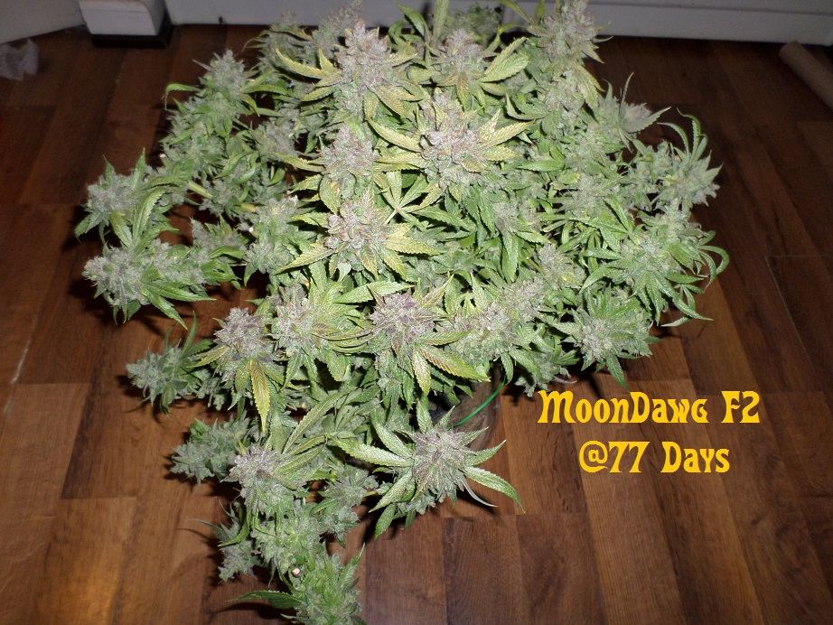 11 17 14UD Flower 9