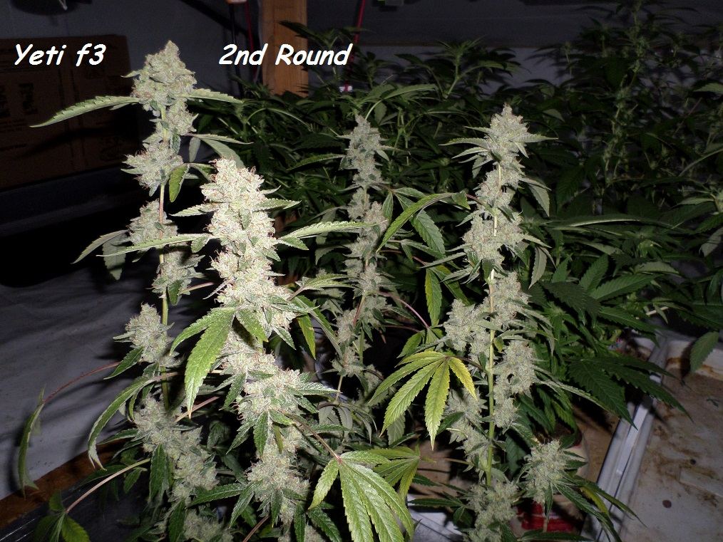 11 24 14UD Flower 3
