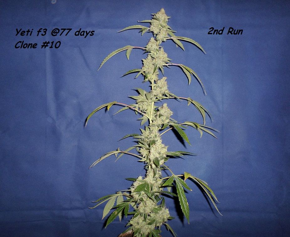 11 25 14UD Flower 2