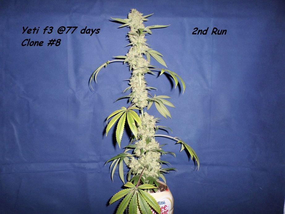 11 25 14UD Flower 3