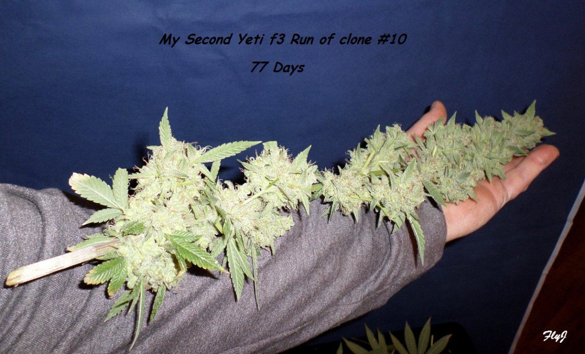 11 25 14UD Flower 7