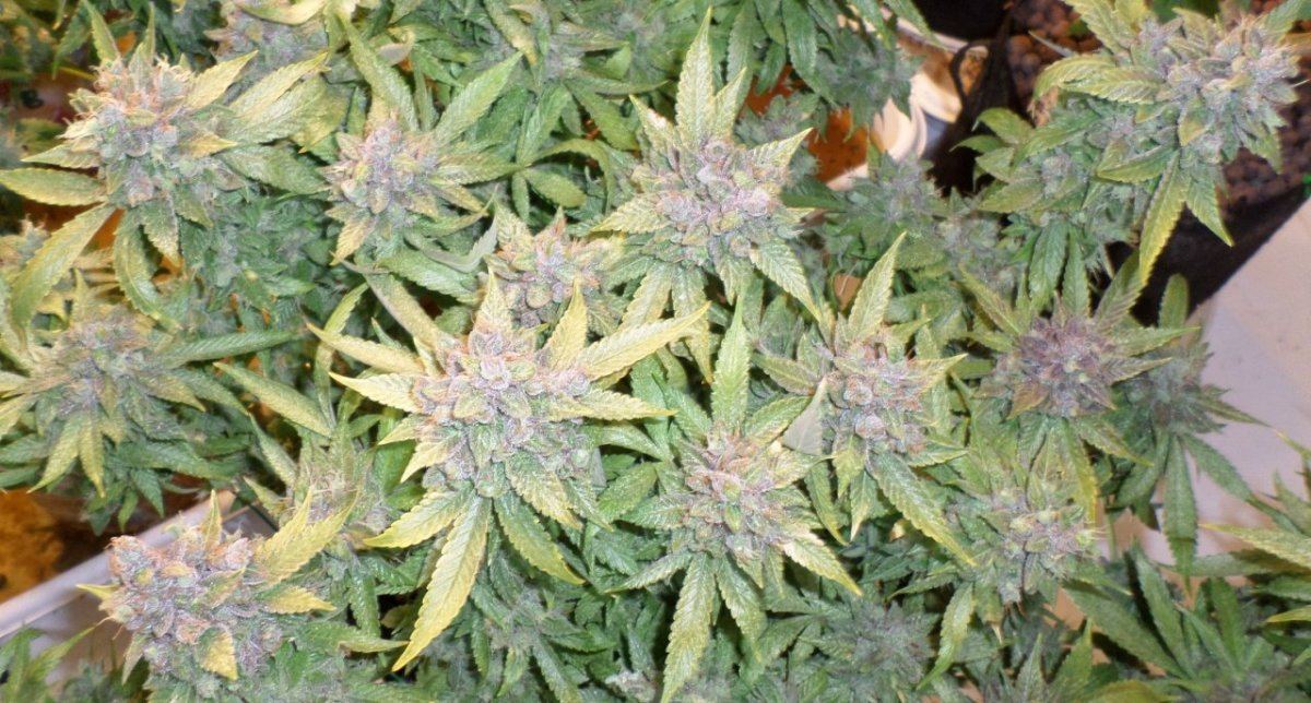 11 8 14UD Flower 5