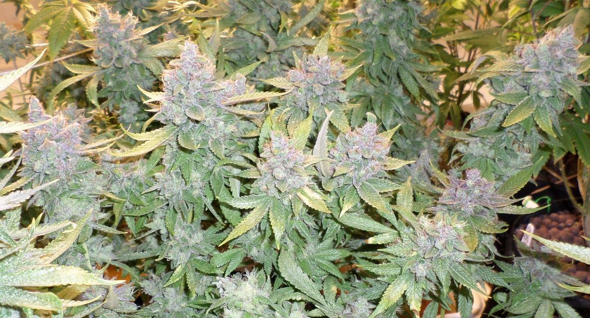 11 8 14UD Flower 6