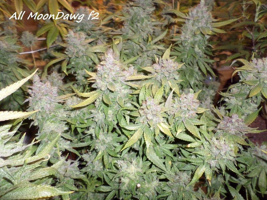 11 8 14UD Flower 7