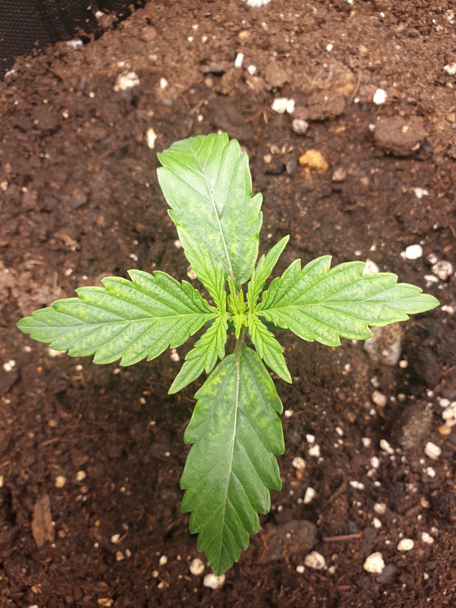 11 day old seedling showing white spots why