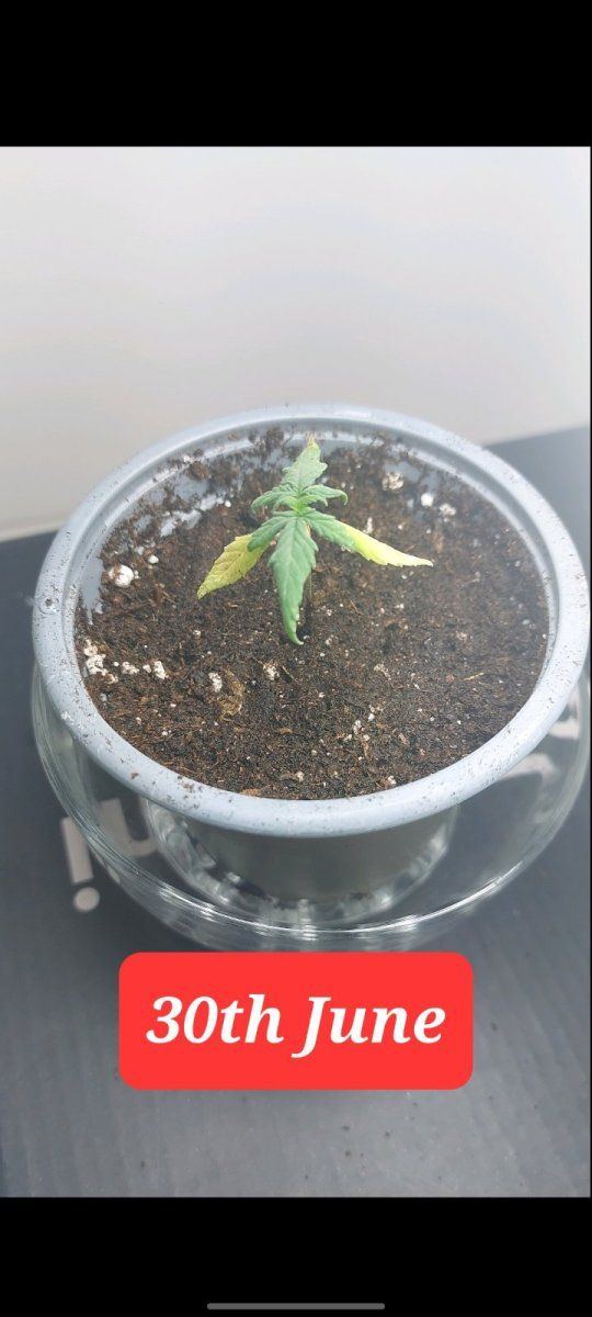 11 days old seedling lower leaves yellowing dying 2