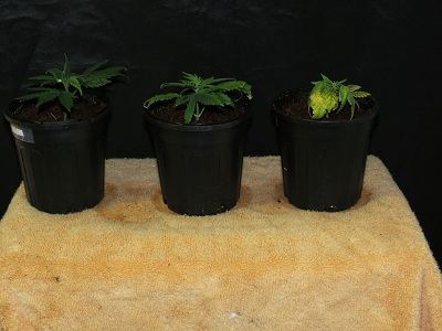 11 Female Plant 7