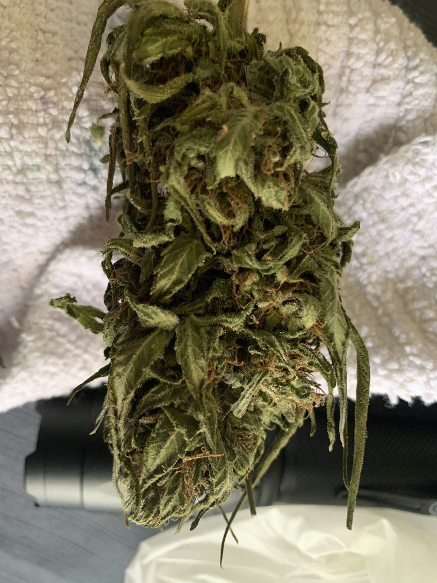 Is this mold under my blacklight? - Harvesting - I Love Growing Marijuana  Forum