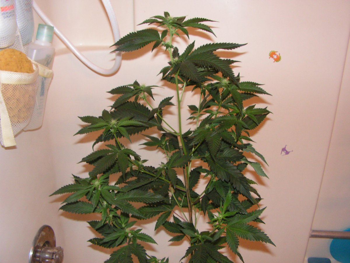 11 lime cookies