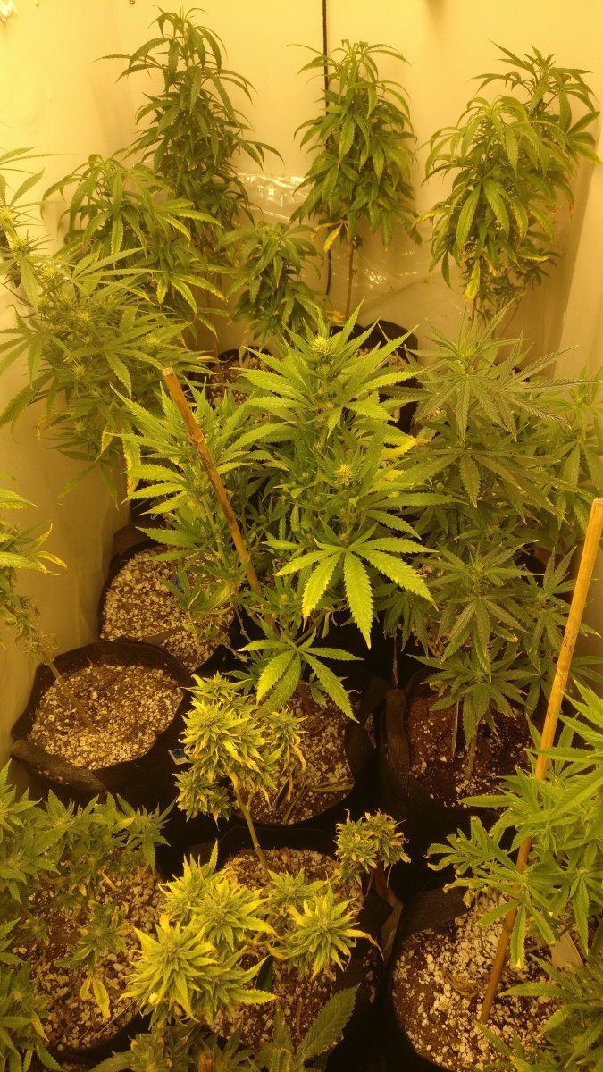 1123rightflower