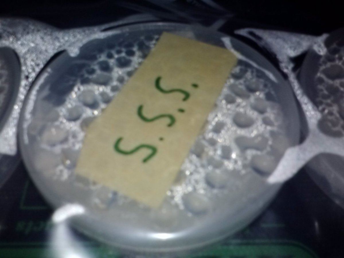 1126131016c