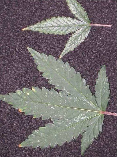 1134Thrips2