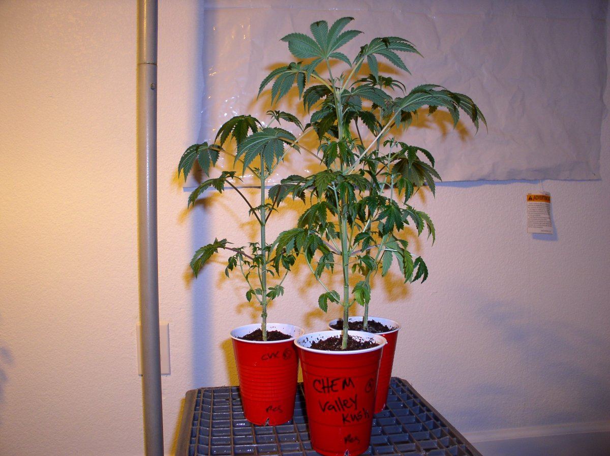 11a