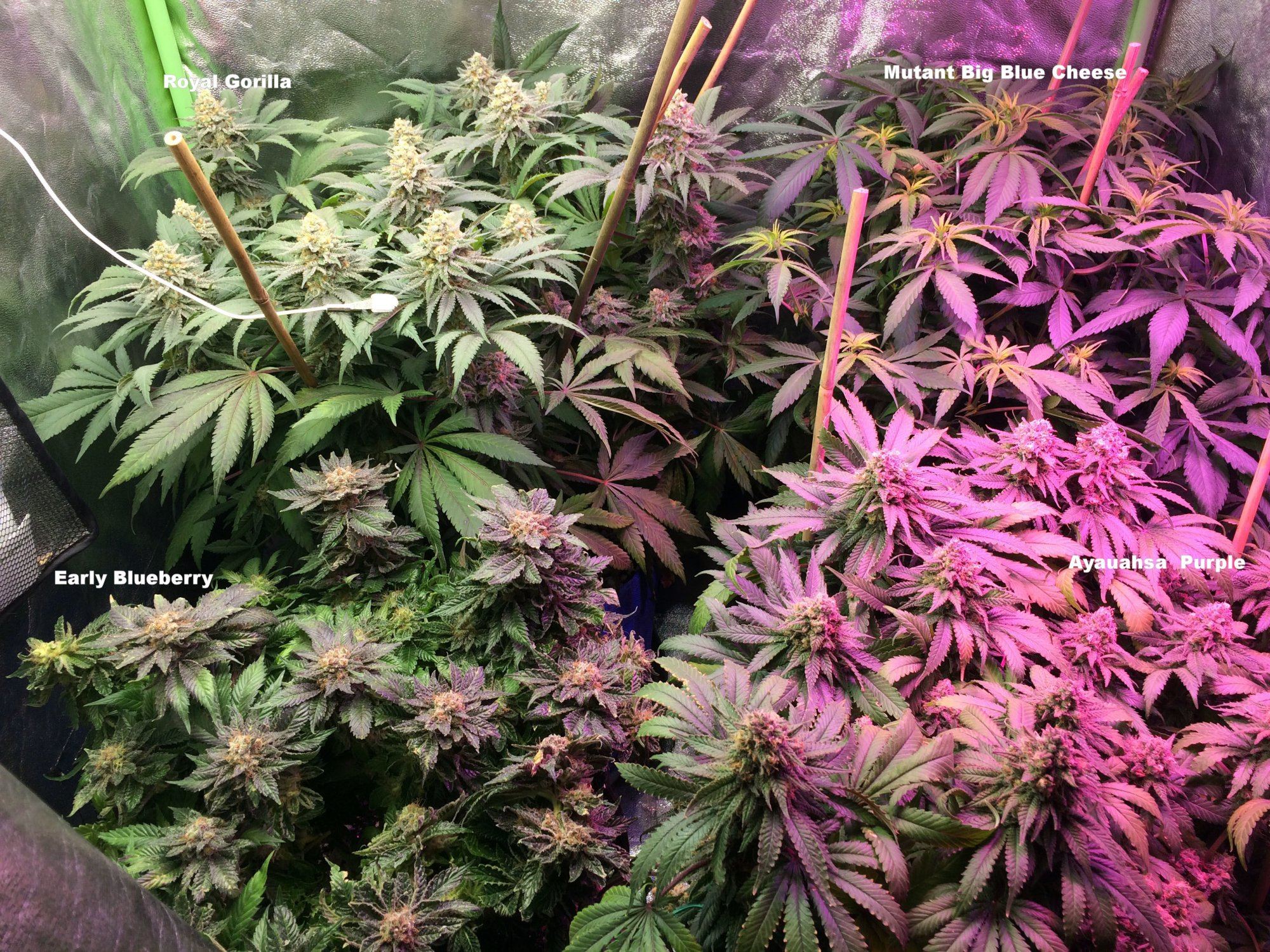 12 06 17