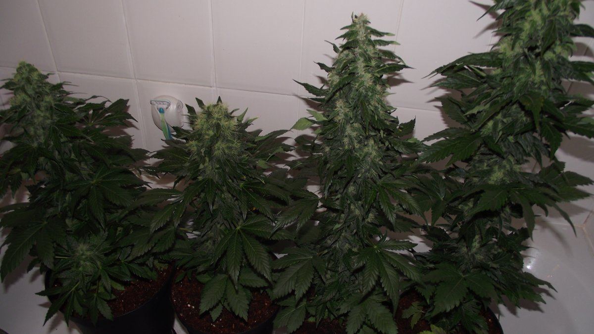 12 12 from seed in coco 3