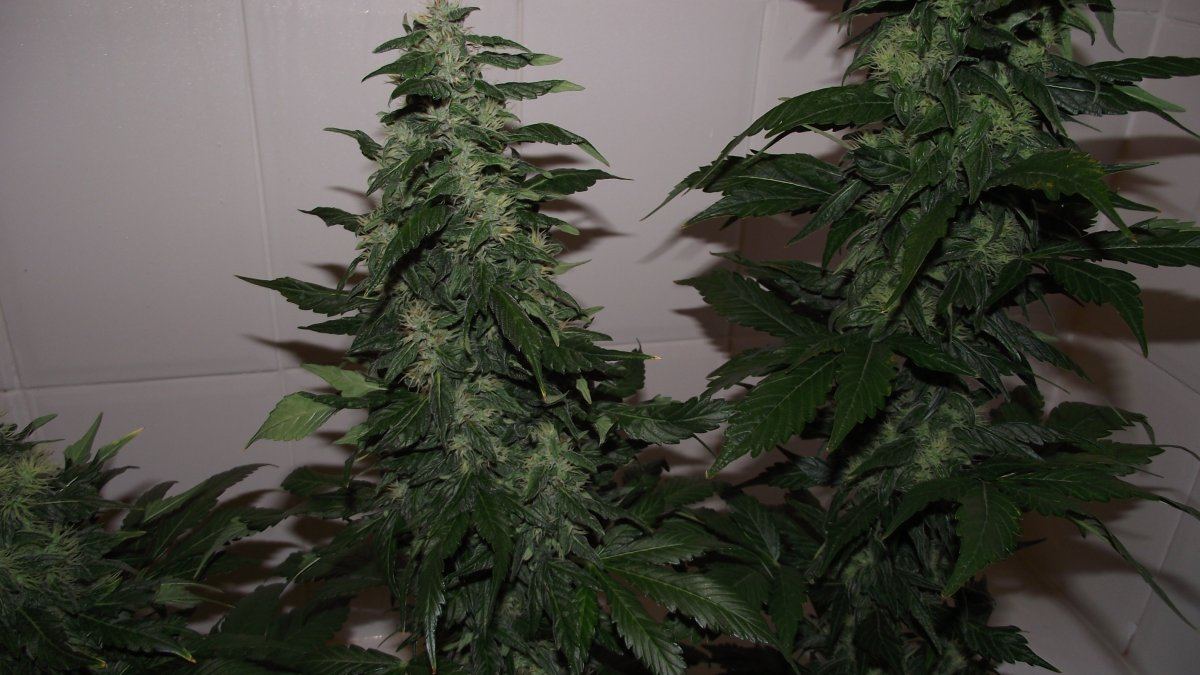 12 12 from seed in coco 4
