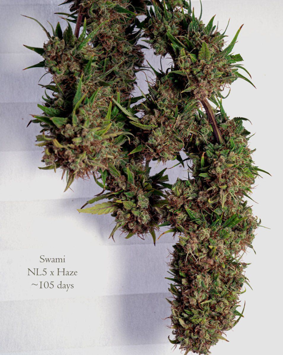 12 12 NL5