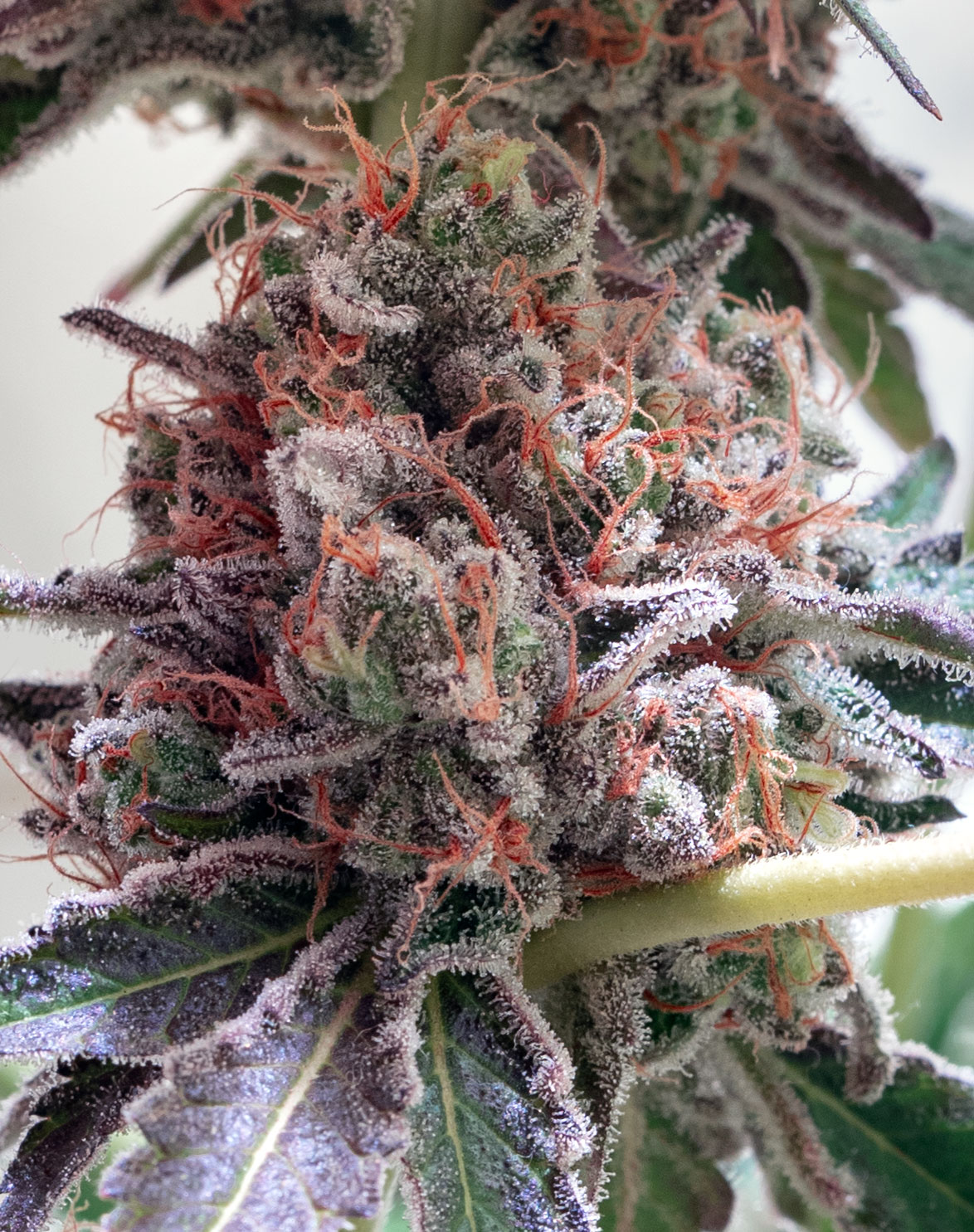 12 14 macro
