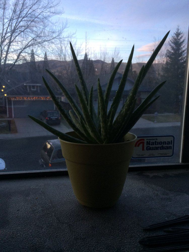 12 29 17 Aloe