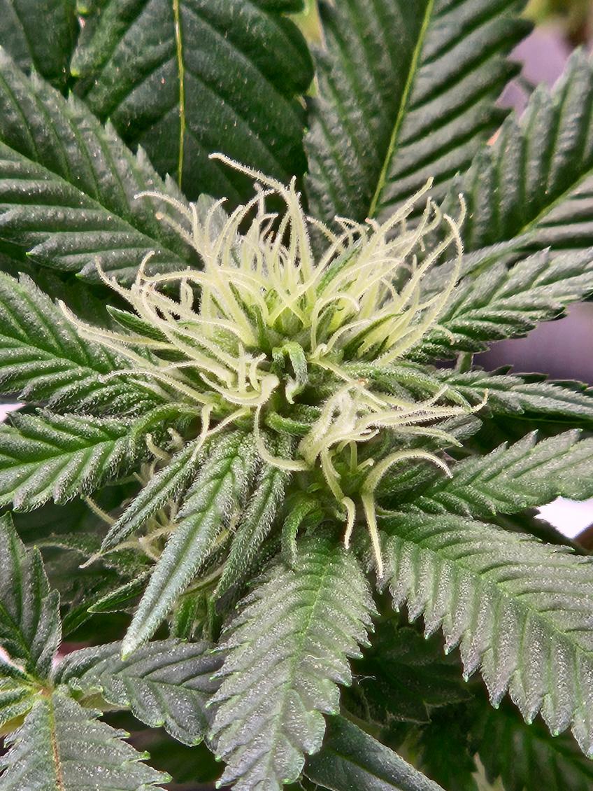 12 Day 21 Flower