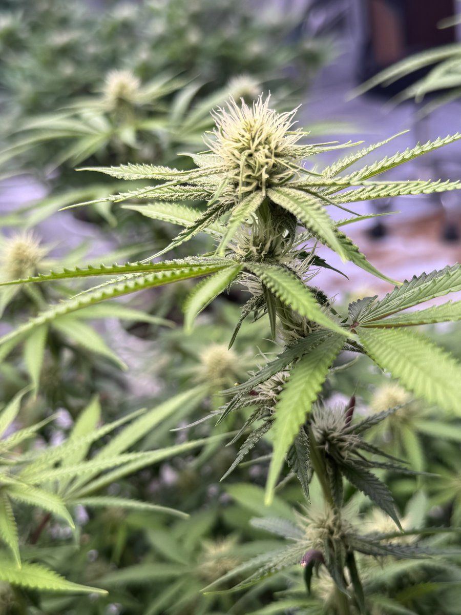 12 days into flower happy girls