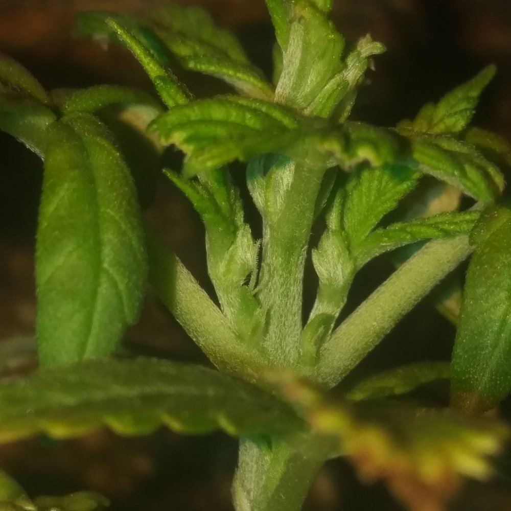 12 days old seedling showing sex