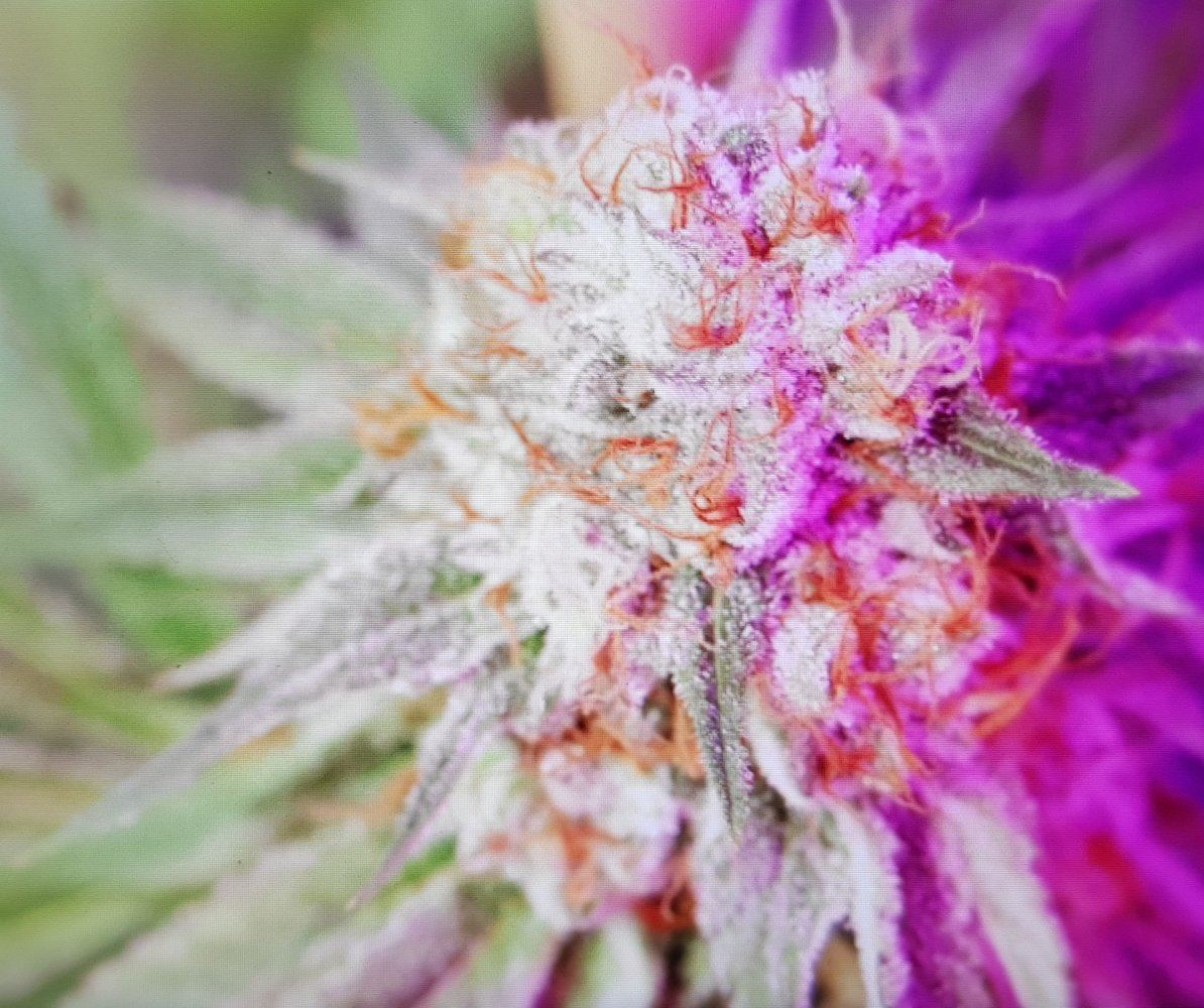 12 days on these gals 7
