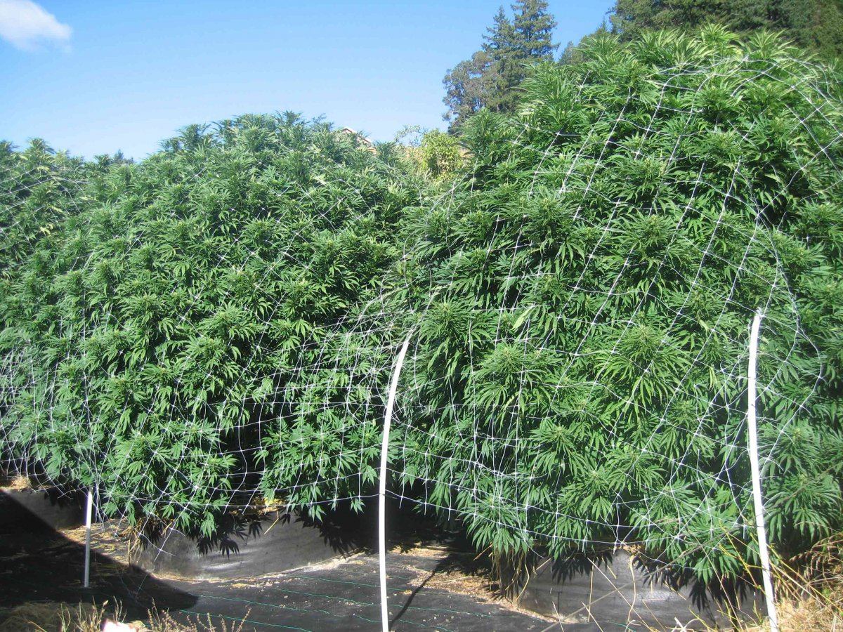 12 plant